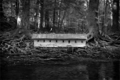 Duckweed Palace by Robert Hite