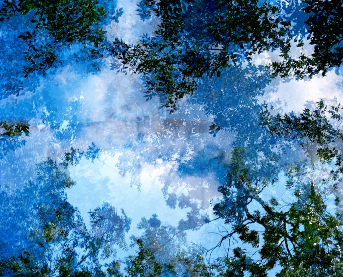 Transitory Space, Brooklyn, Prospect Park, Blue Tree Look Up #23 by Leah Oates