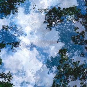 Transitory Space, Brooklyn, Prospect Park, Blue Tree Look Up #21 by Leah Oates