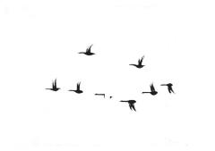 Geese by Rachel Burgess