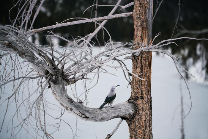 "Clark's Nutcracker" by Carolyn Monastra