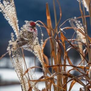 "Common Redpoll" by Carolyn Monastra