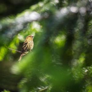 "Pine Siskin" by Carolyn Monastra