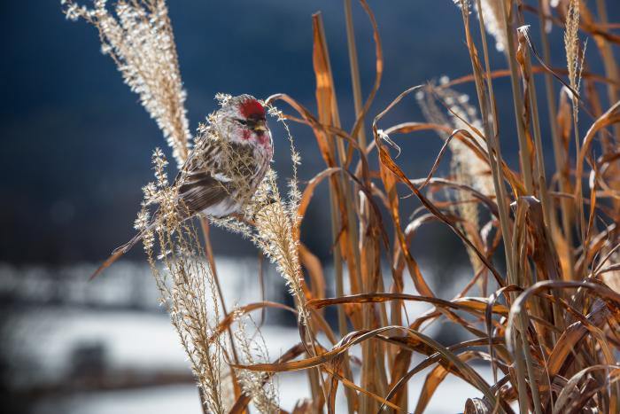 "Common Redpoll" by Carolyn Monastra