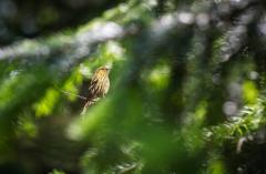 "Pine Siskin" by Carolyn Monastra