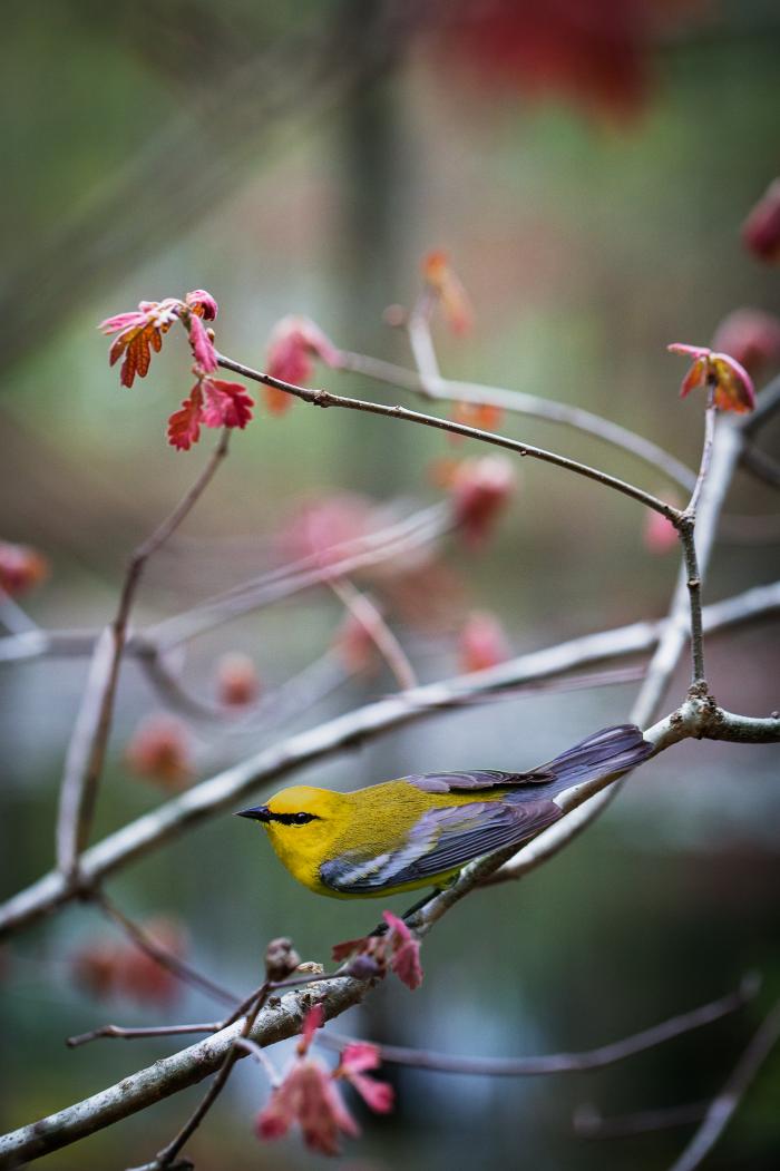 "Blue-winged Warbler" by Carolyn Monastra