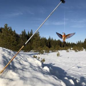 Divergence of Birds