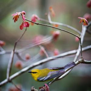 "Blue-winged Warbler" by Carolyn Monastra