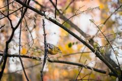 "Yellow-throated Vireo" - original bird photograph by Matt Tillett via Creative Commons by Carolyn Monastra