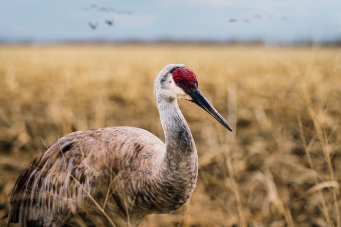 "Sandhill Crane" by Carolyn Monastra