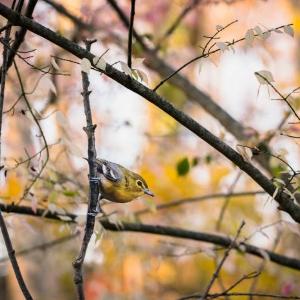 "Yellow-throated Vireo" - original bird photograph by Matt Tillett via Creative Commons by Carolyn Monastra