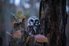 "Northern Saw-whet Owl" by Carolyn Monastra