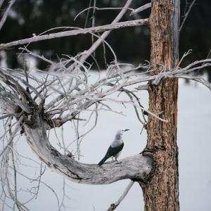 "Clark's Nutcracker" by Carolyn Monastra