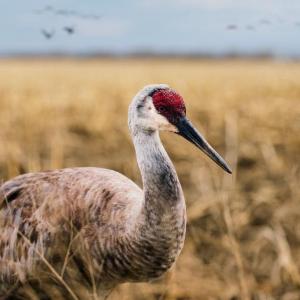 "Sandhill Crane" by Carolyn Monastra