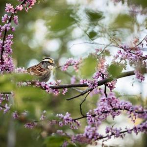 "White-throated Sparrow" by Carolyn Monastra