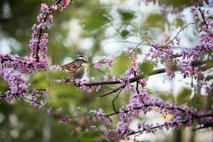 "White-throated Sparrow" by Carolyn Monastra