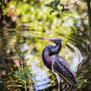 "Tri-colored Heron" by Carolyn Monastra