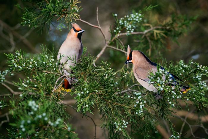 Two "Bohemian Waxwings" by Carolyn Monastra