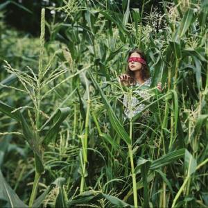 The Corn Field by Carolyn Monastra