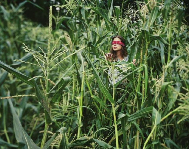 The Corn Field by Carolyn Monastra