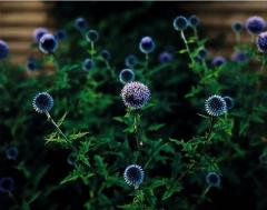 Thistles by Carolyn Monastra