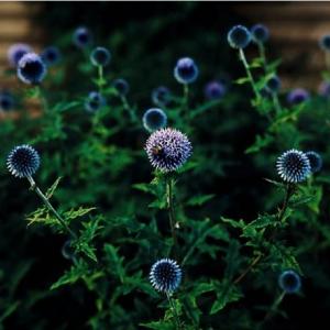 Thistles by Carolyn Monastra