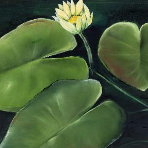 Water Lily Study by Allison Green