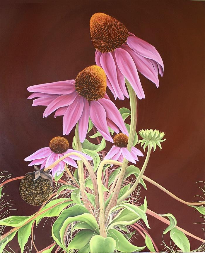 Echinacea by Allison Green