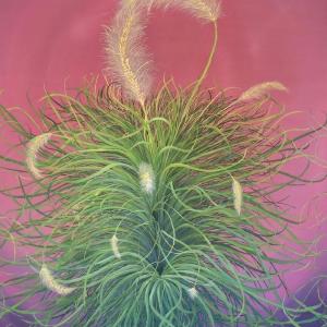 Fountain Grass by Allison Green