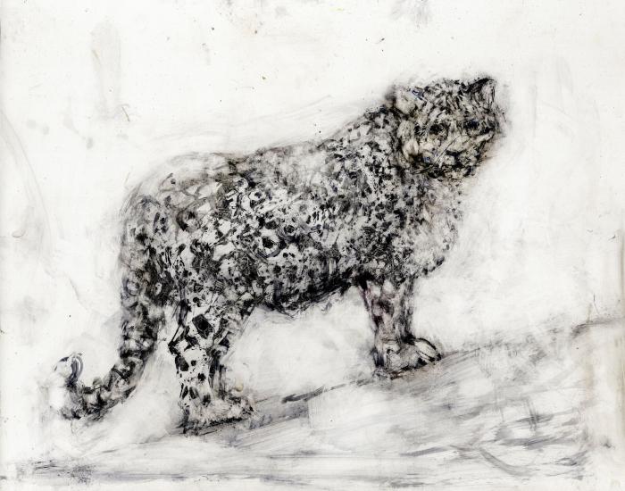Cheetah by Alicia Rothman