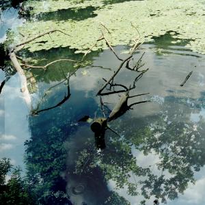 Transitory Space, Prospect Park, Brooklyn, NYC, Lily & Branch # 1 by Leah Oates