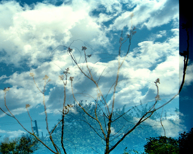 Transitory Space, Jamaica Bay, Queens, NYC, Cloud Tree # 1
 by Leah Oates