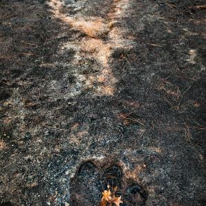 Stump hole and ash from a burned tree, East Bastrop, Texas by Carolyn Monastra