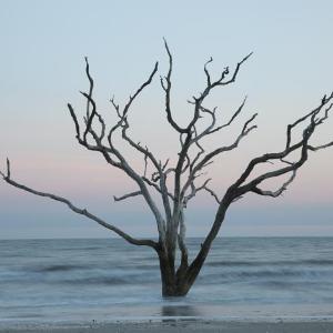 Tree in the sea #5, Botany Bay, Edisto, South Carolina by Carolyn Monastra