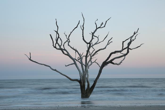 Tree in the sea #5, Botany Bay, Edisto, South Carolina by Carolyn Monastra