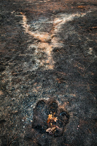 Stump hole and ash from a burned tree, East Bastrop, Texas by Carolyn Monastra