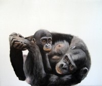 Colleen Moritz: Chimpanzee BONOBO Human Gorilla Orangutan