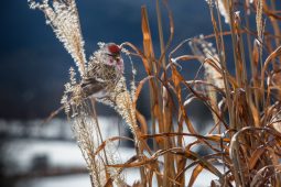 Carolyn Monastra Presents Climate Concerns for the Brooklyn Bird Club